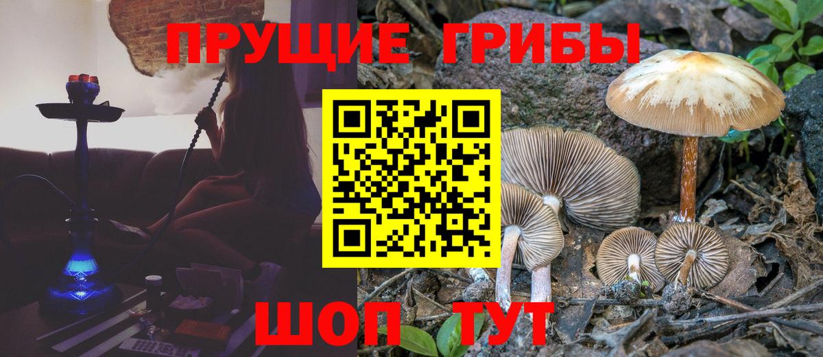 как найти закладки  Вход с VPN  Псилоцибиновые грибы Cubensis  Сосновый Бор  Галлюциногенные грибы мицелий 