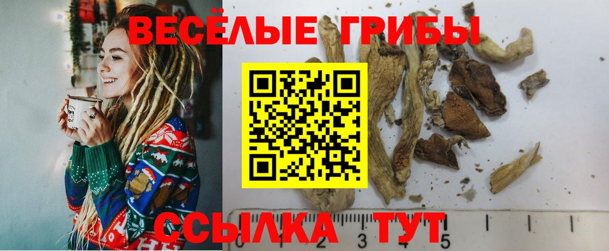 Галлюциногенные грибы Psilocybe Сосновый Бор